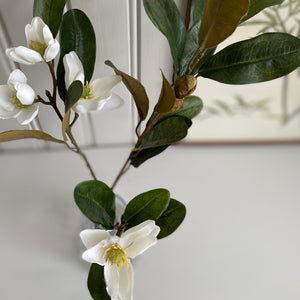 Magnolian oksa