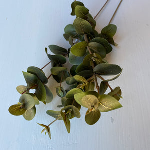 Eukalyptusoksa 40 cm
