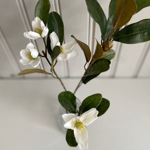 Magnolian oksa