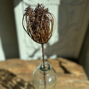 Trachelium -oksa, ruskea