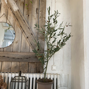 Oliivipuu 120 cm