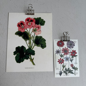 Posteri 18*24, pelargoni