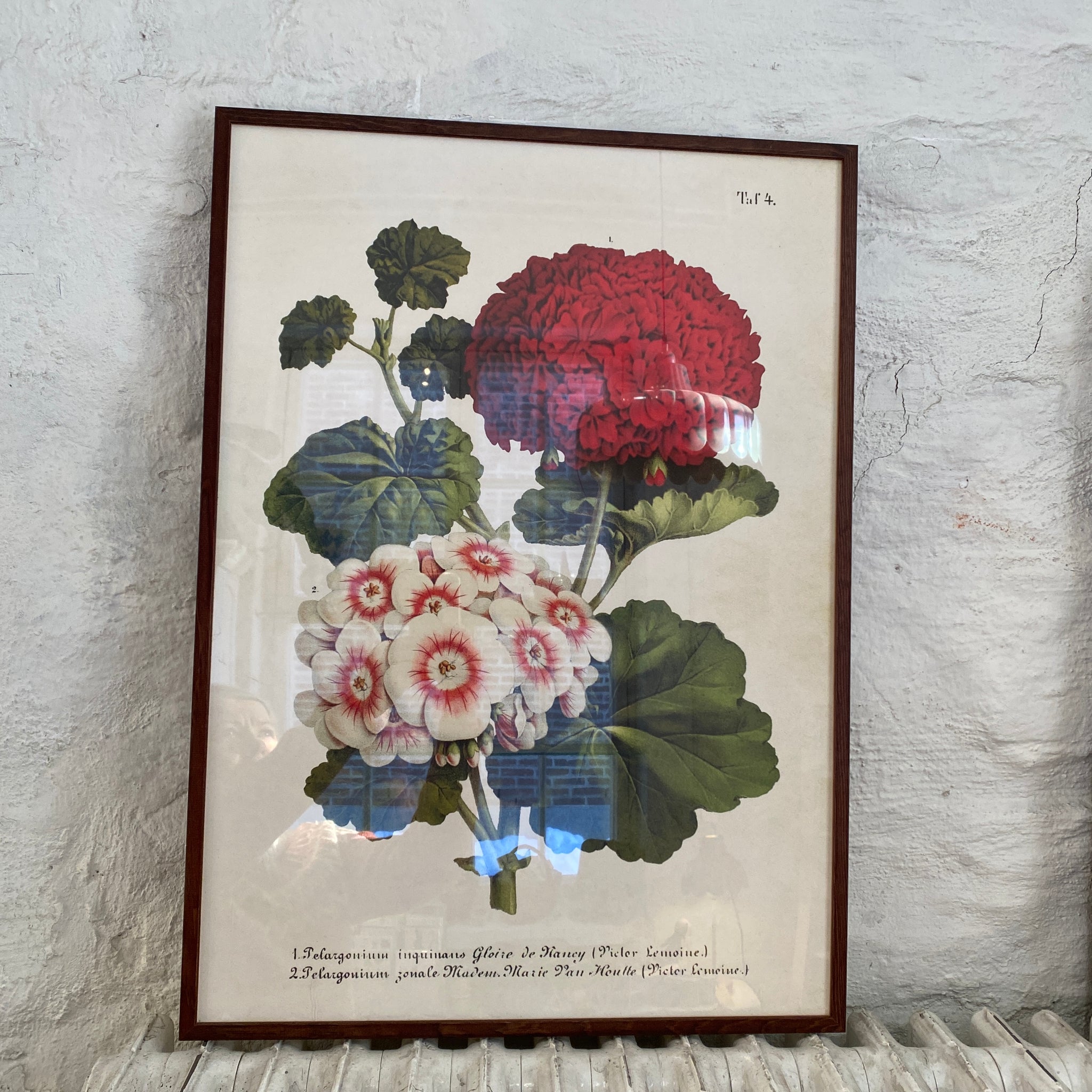 Juliste 50*70, vanhanajan pelargonit