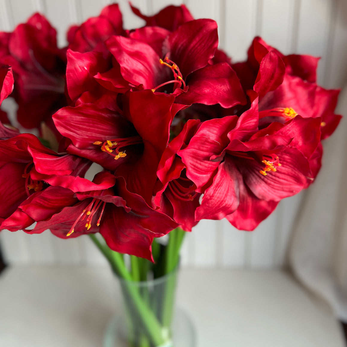 Amaryllis punainen, leikko