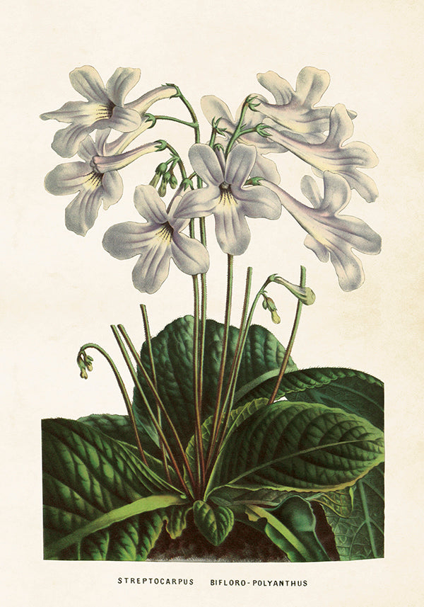 Juliste 35*50, soilikki