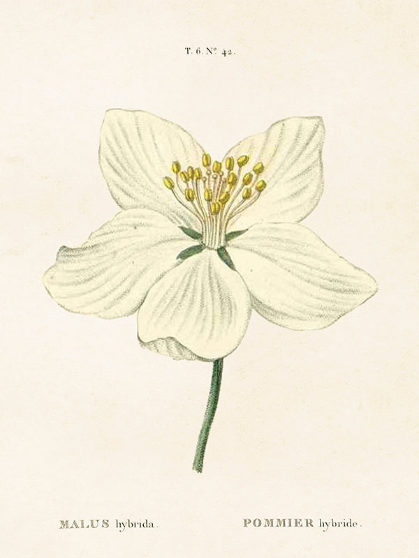 Posteri 18*24, omenankukka