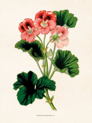 Posteri 18*24, pelargoni