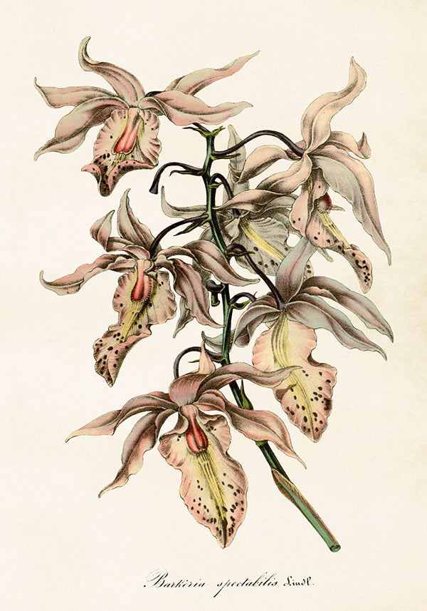 Juliste 35*50, orkidea