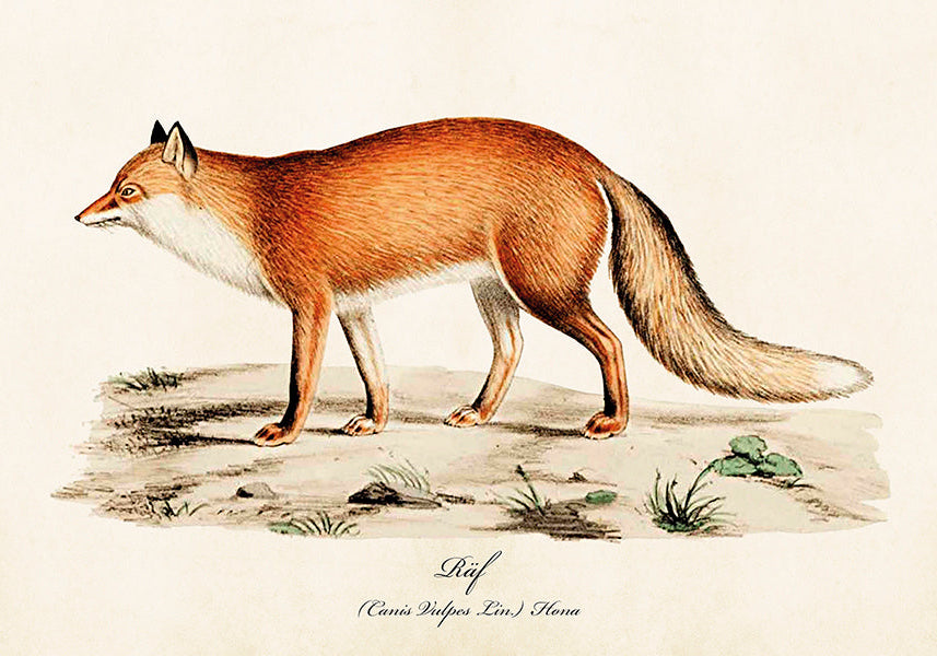 Juliste 50*35, kettu