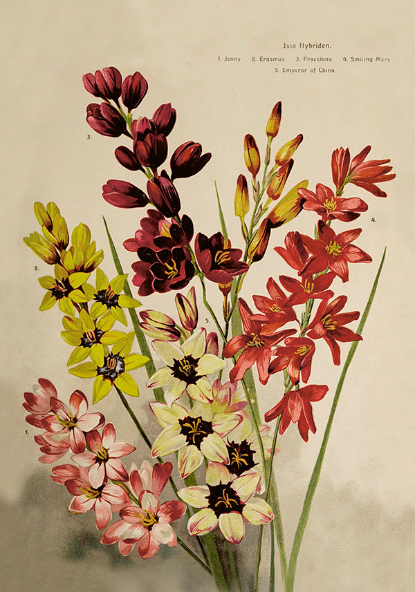 Juliste 35*50, iksiat