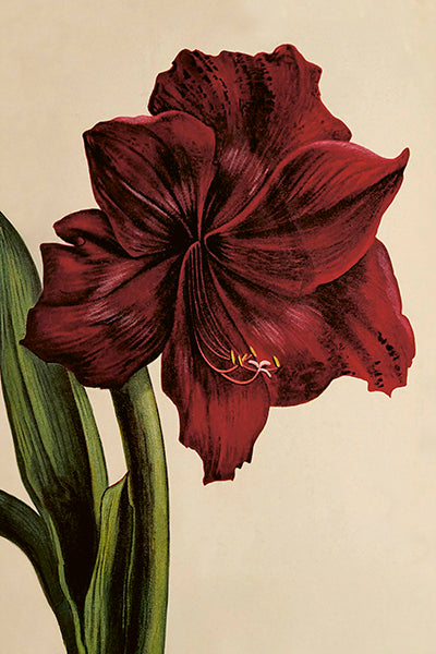 Kortti 10*15, amaryllis
