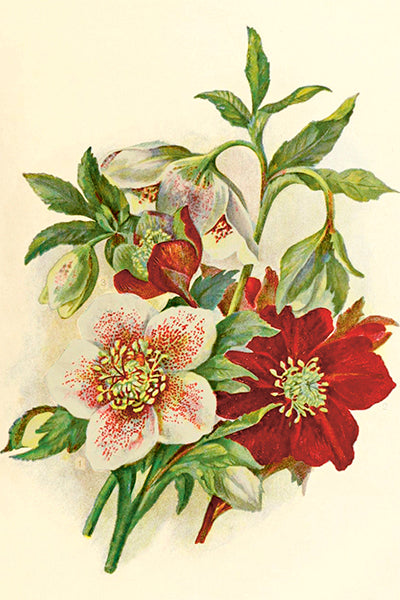 Postikortti 10*15, jouluruusu