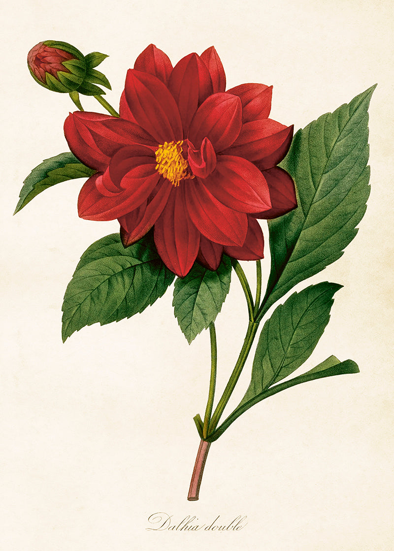 Juliste 50*70, dahlia