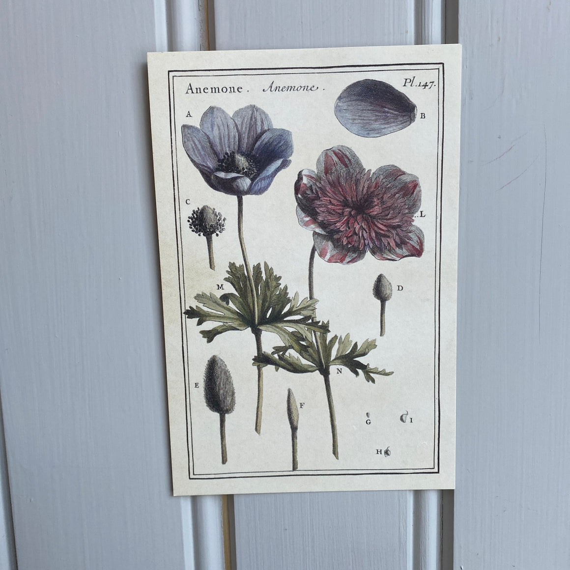 Kortti 10 x15, anemone