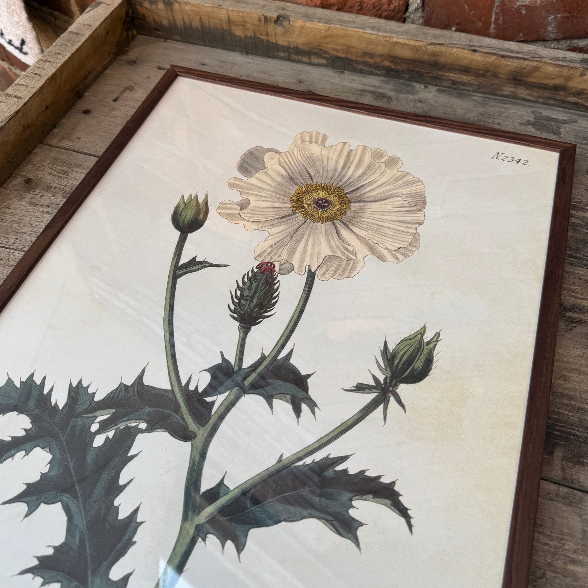 Juliste 35*50, unikko