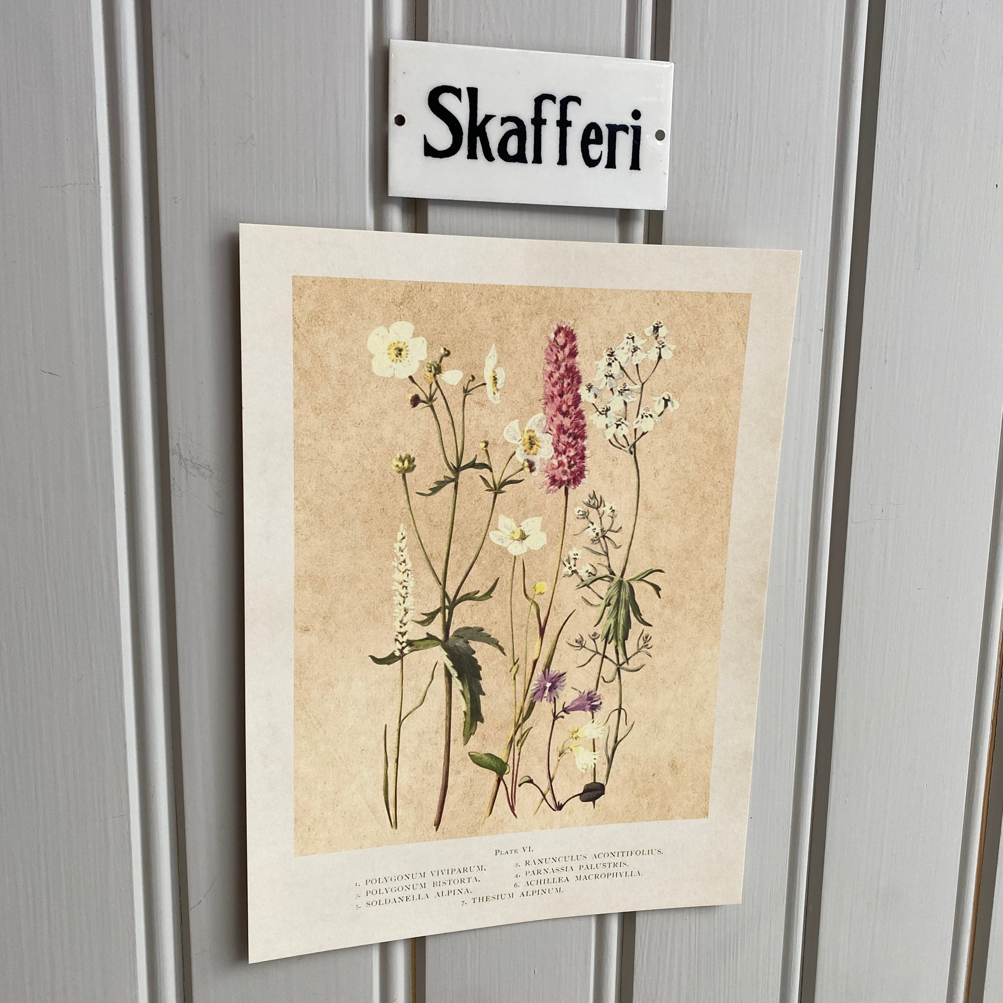 Posteri 18*24, kesäkukat