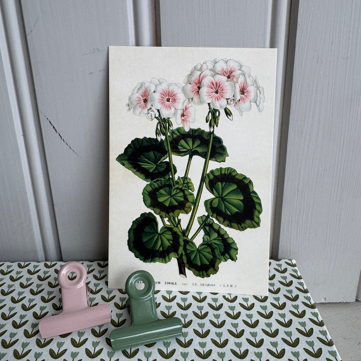 Kortti 10*15, pelargoni Zonale