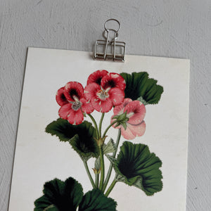 Posteri 18*24, pelargoni