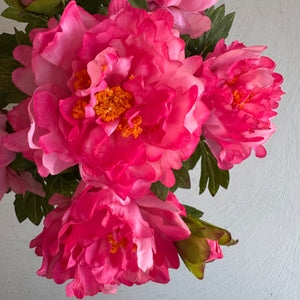 Pioni ruukussa, pinkki