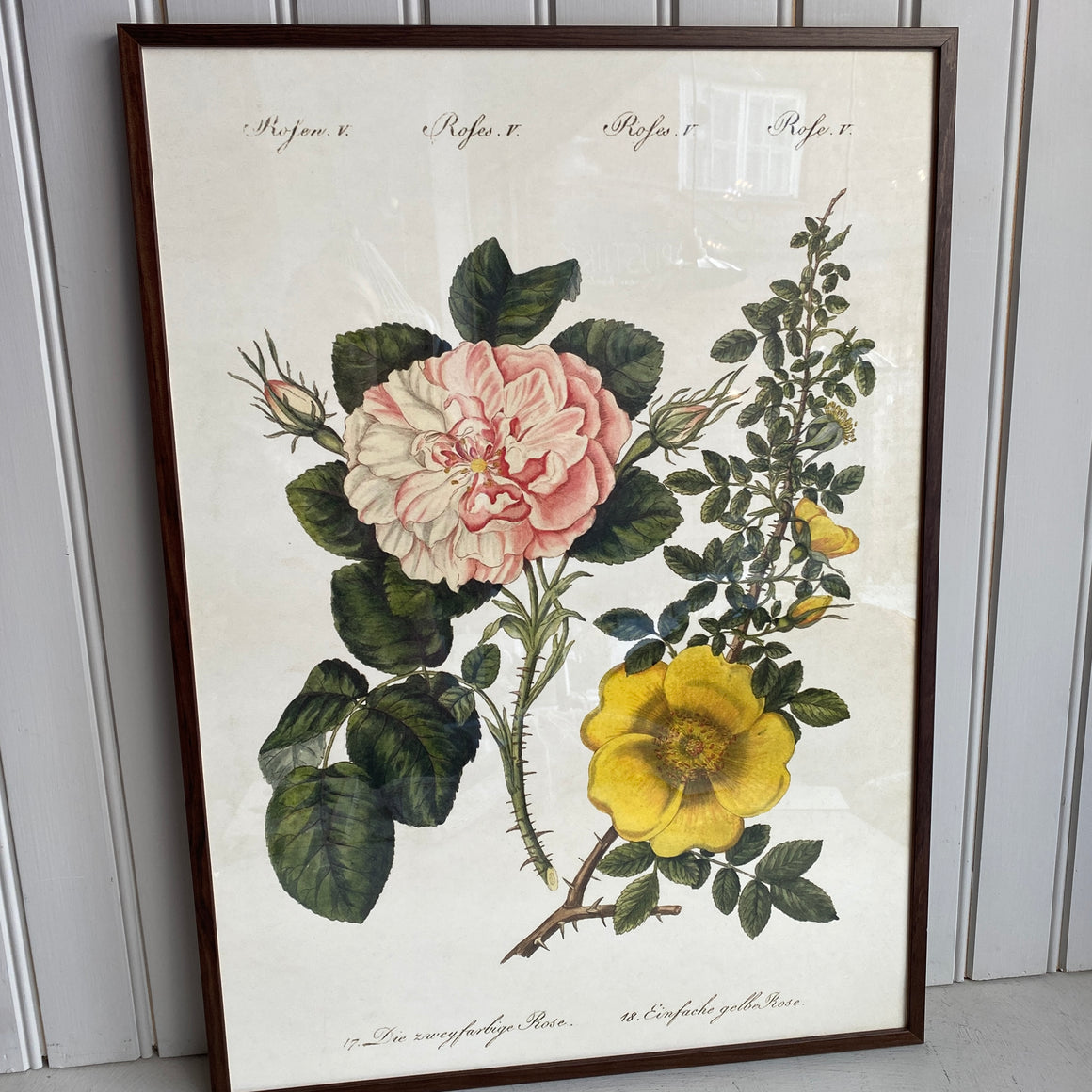 Juliste 50*70, ruusut