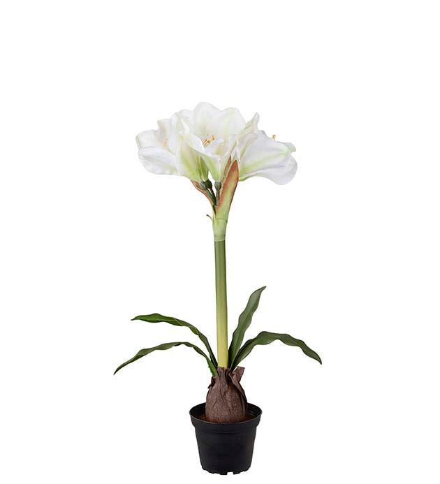 Amaryllis ruukussa, valkoinen