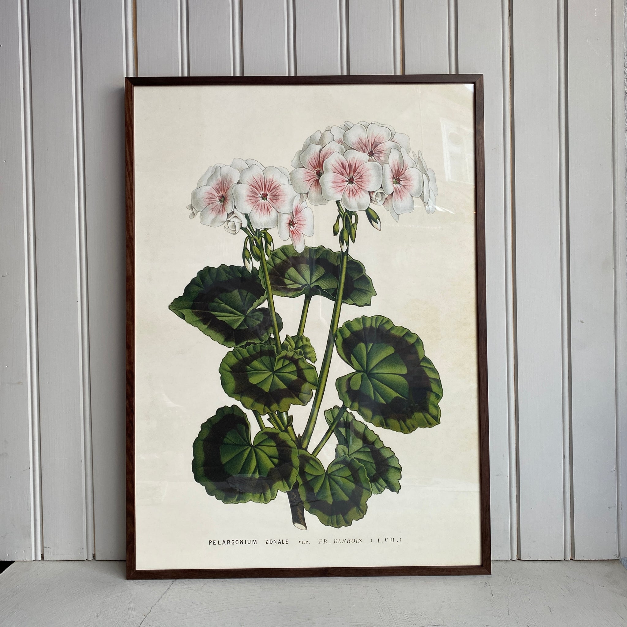 Juliste 50*70, pelargoni Zonale