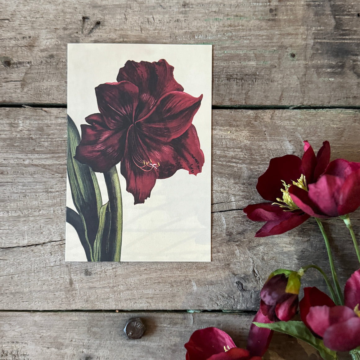 Kortti 10*15, amaryllis