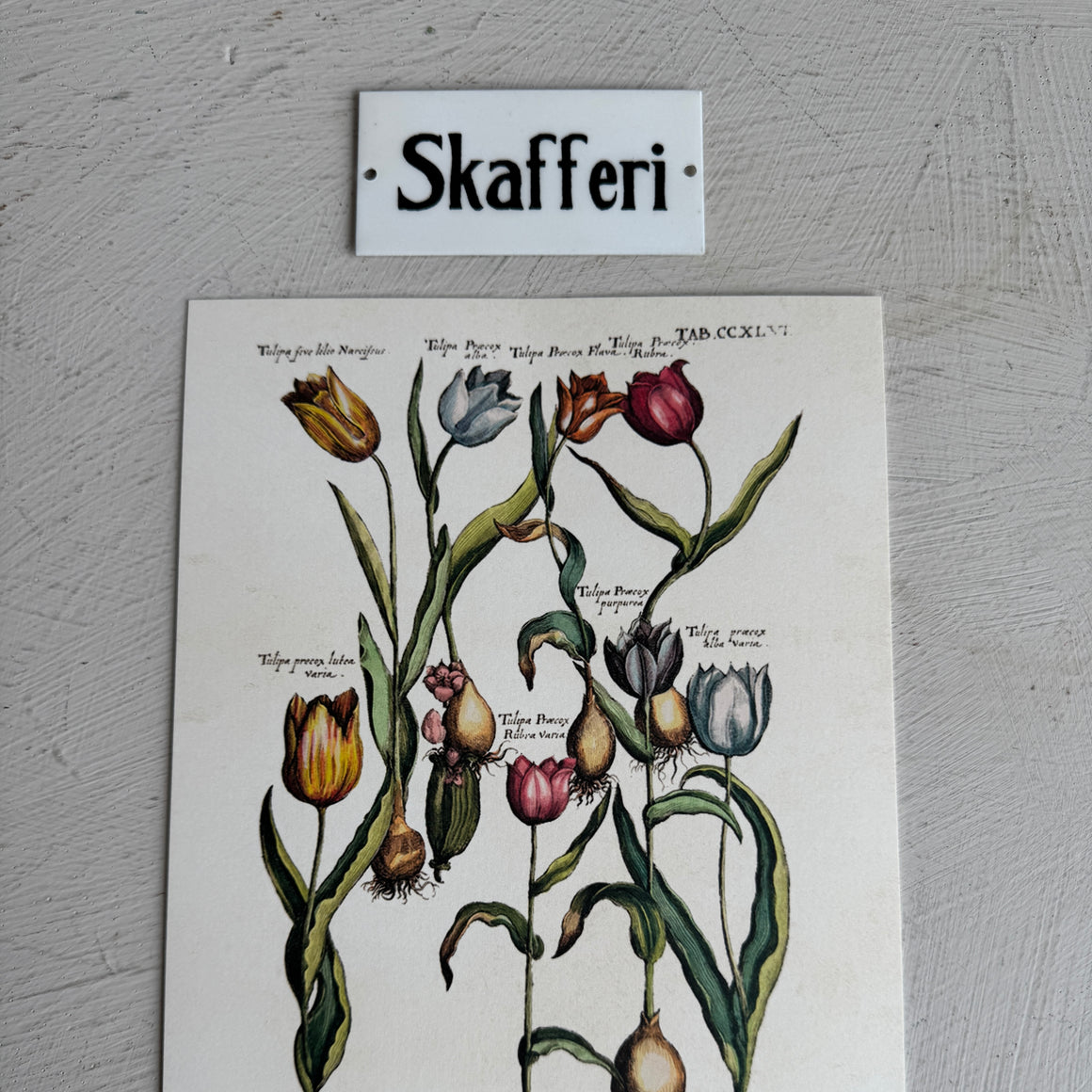 Posteri 18*24, tulppaanit