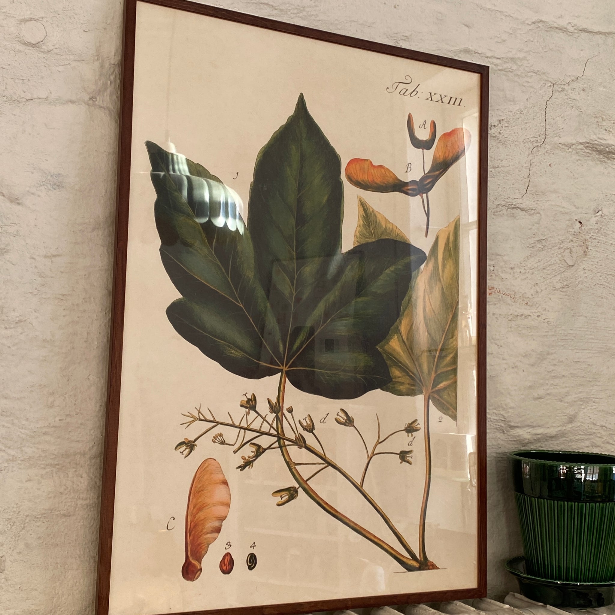 Juliste 50*70, vaahtera