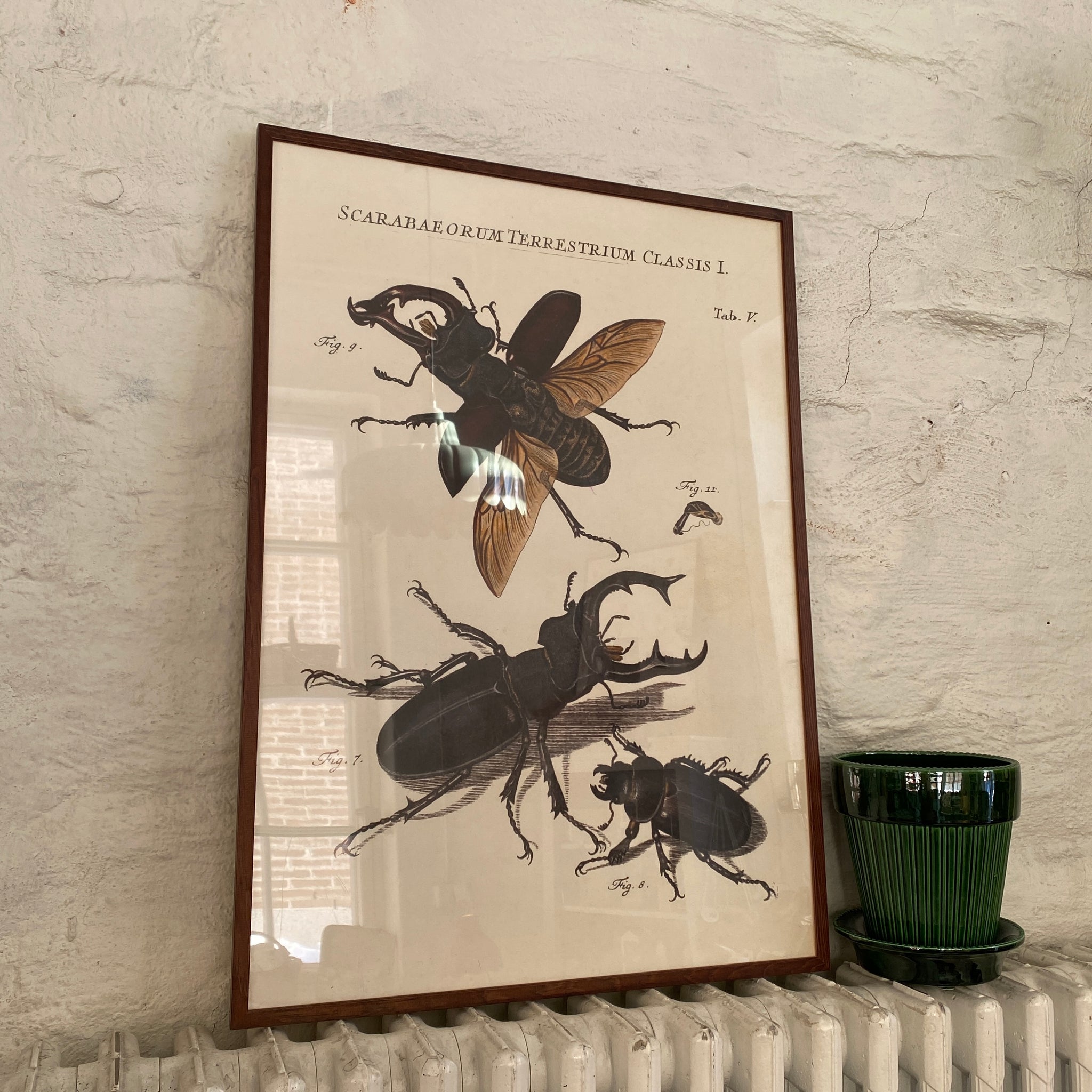 Juliste 50*70, kovakuoriaiset