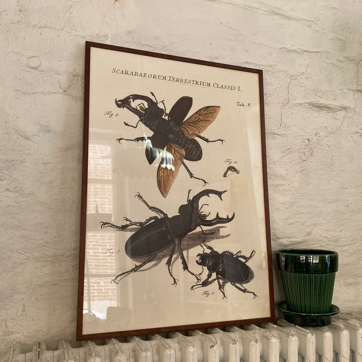 Juliste 50*70, kovakuoriaiset