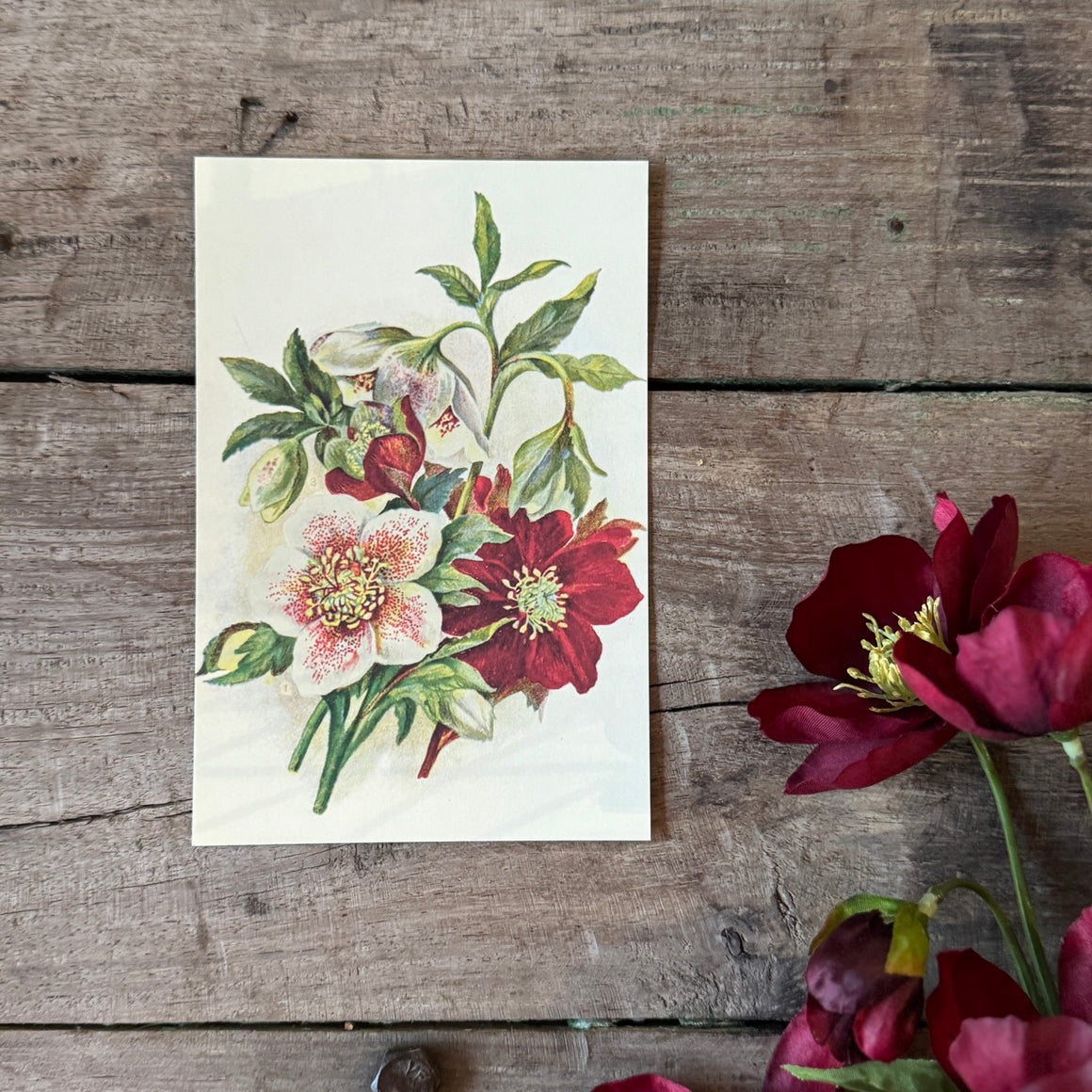 Postikortti 10*15, jouluruusu