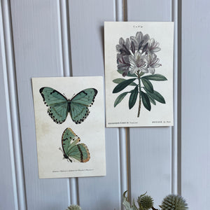 Kortti alppiruusu, 10 x15