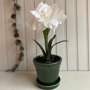 Amaryllis ruukussa, valkoinen