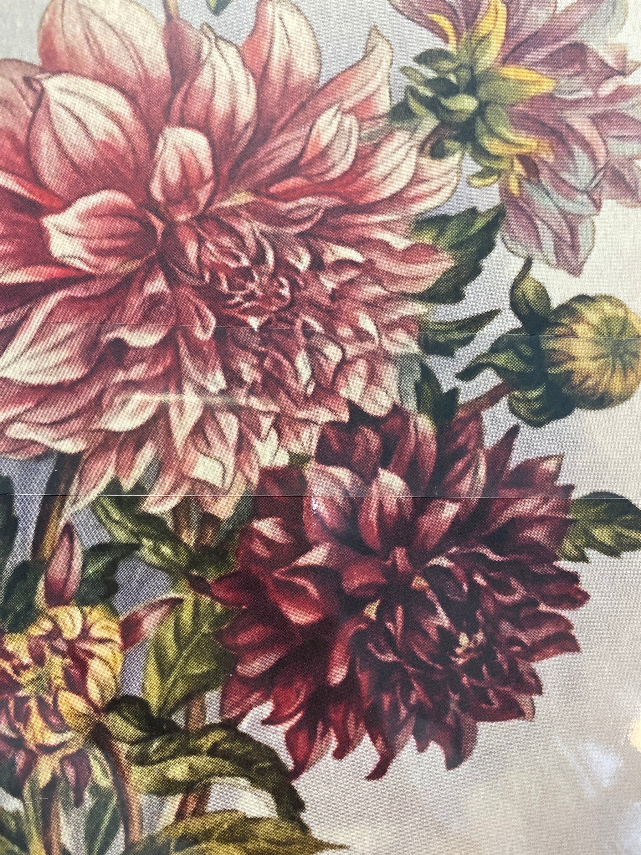 Posteri 18*24, dahlia