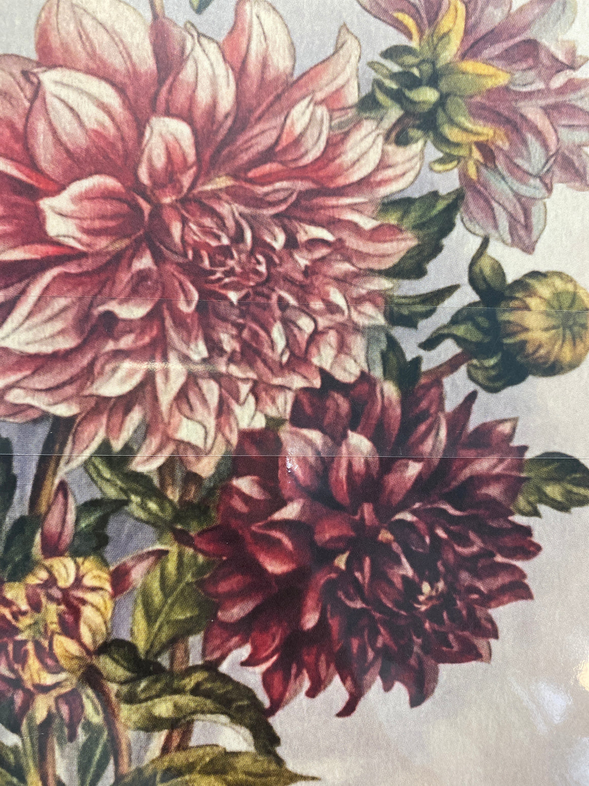 Posteri 18*24, dahlia