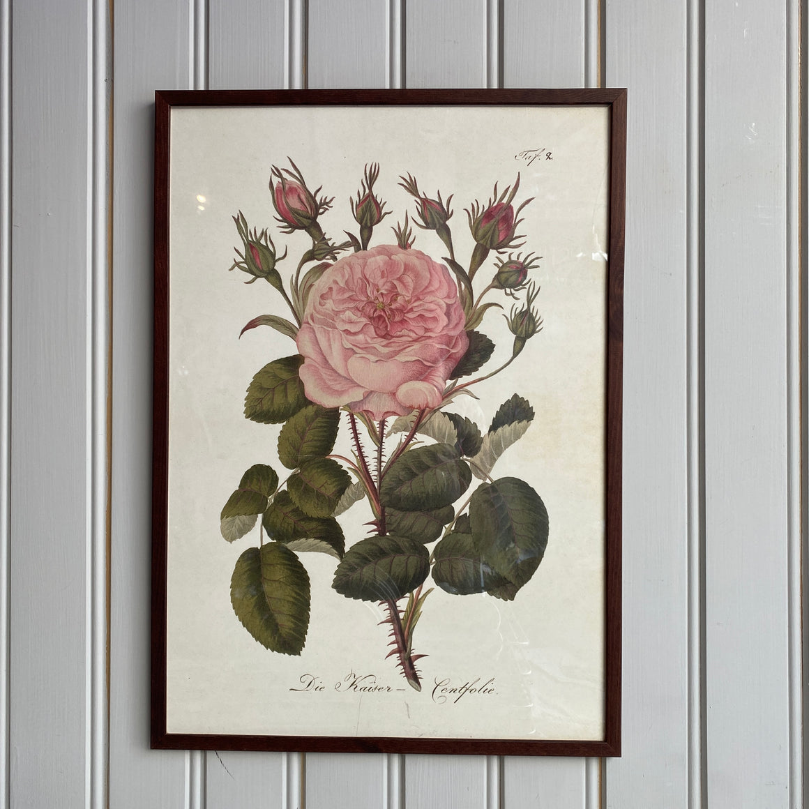 Juliste 35*50, onnenruusu