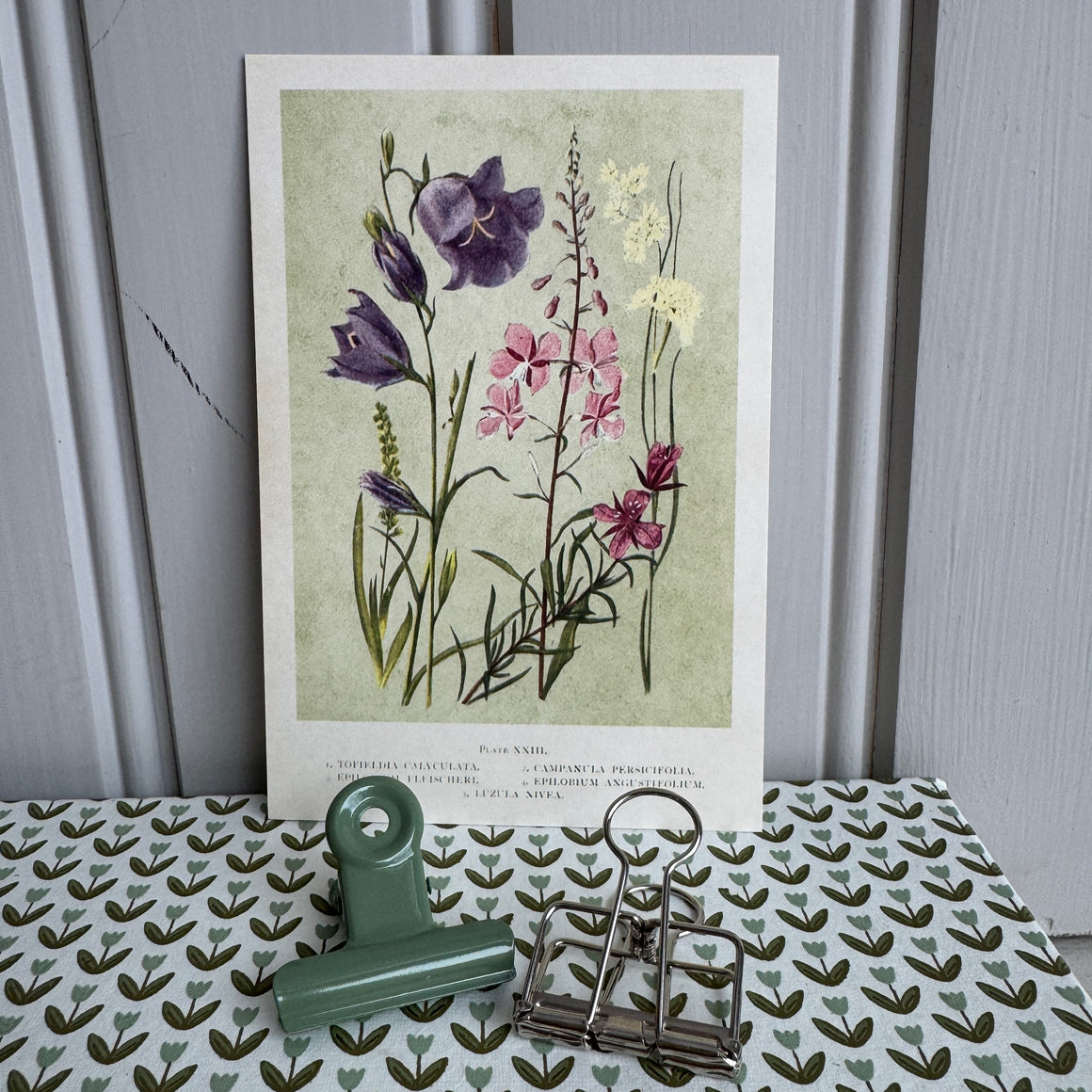 Kortti 10*15, niittykukat