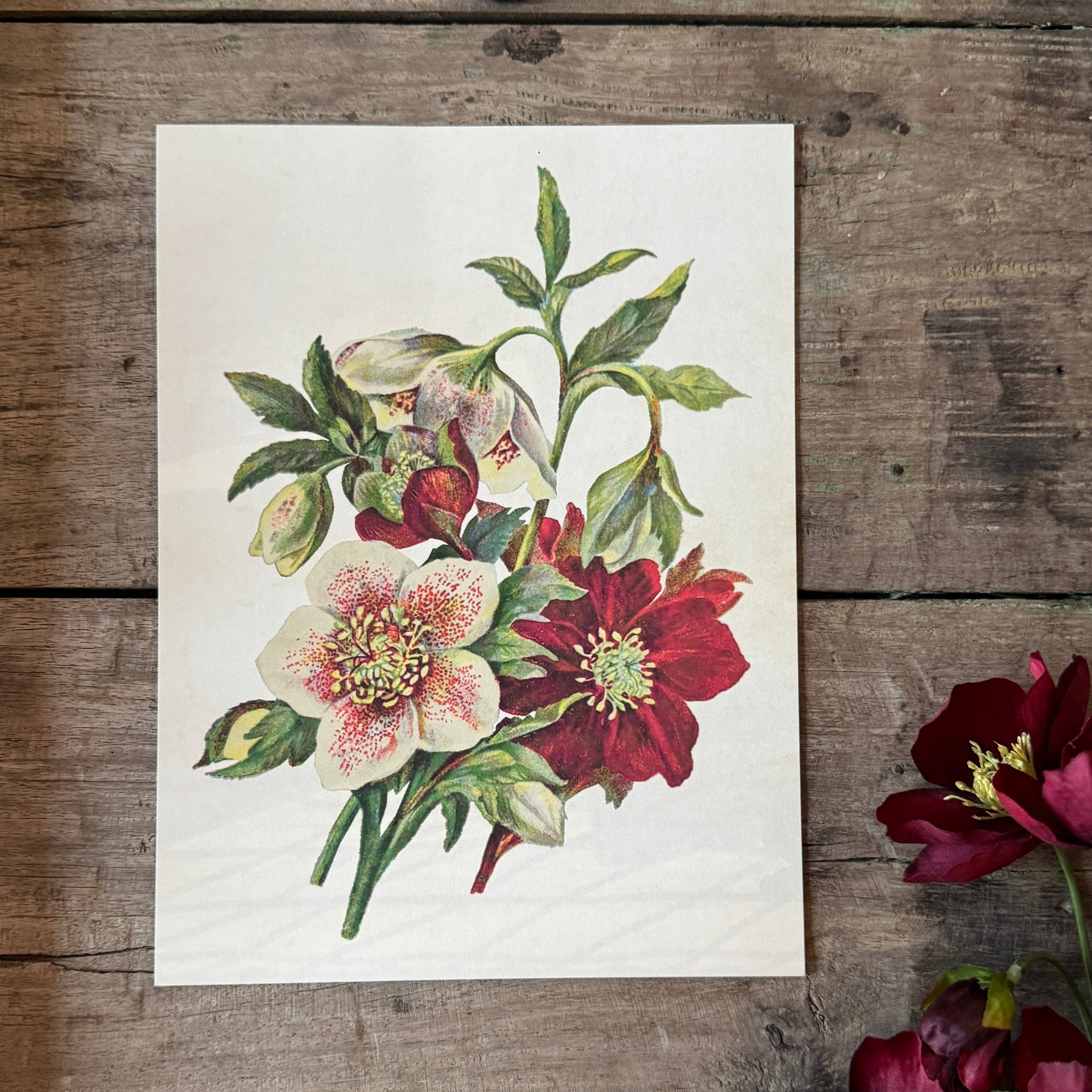 Posteri 18*24, jouluruusu