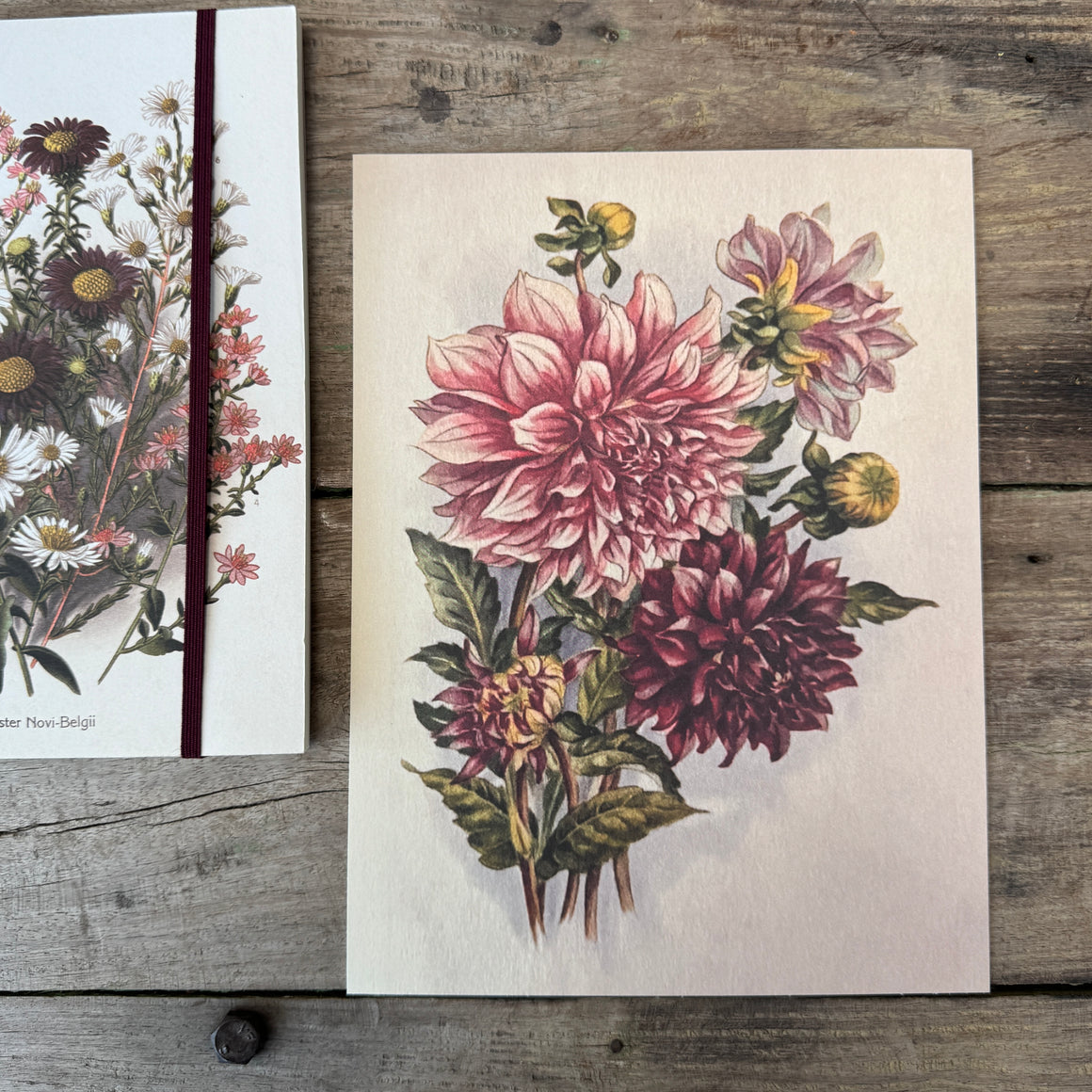 Posteri 18*24, dahlia