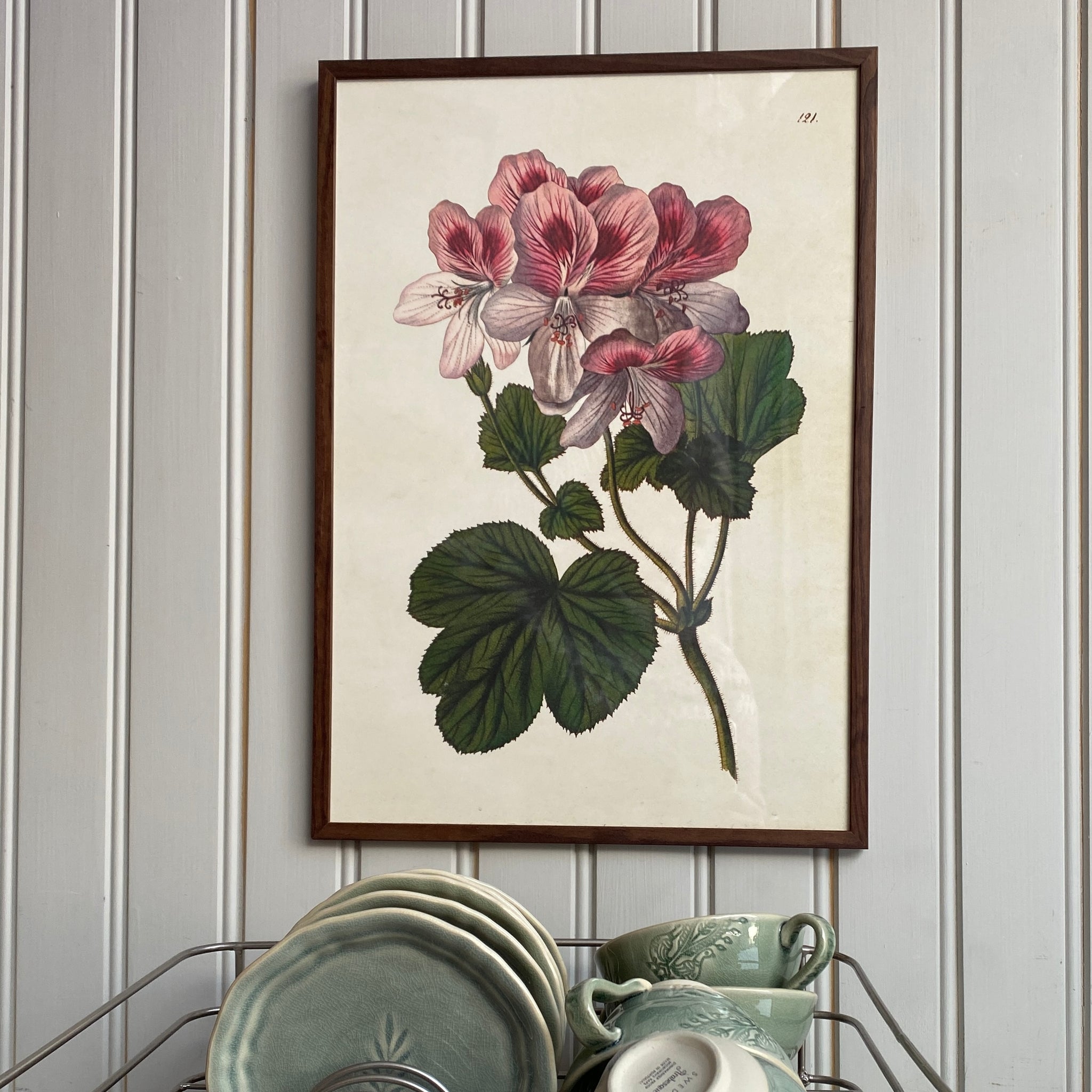 Juliste 35*50, tuoksupelargoni