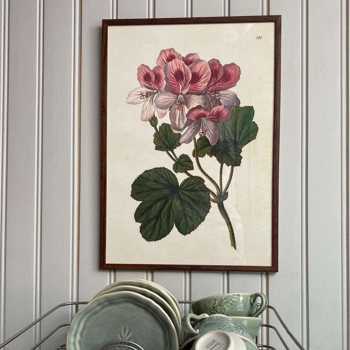 Juliste 35*50, tuoksupelargoni