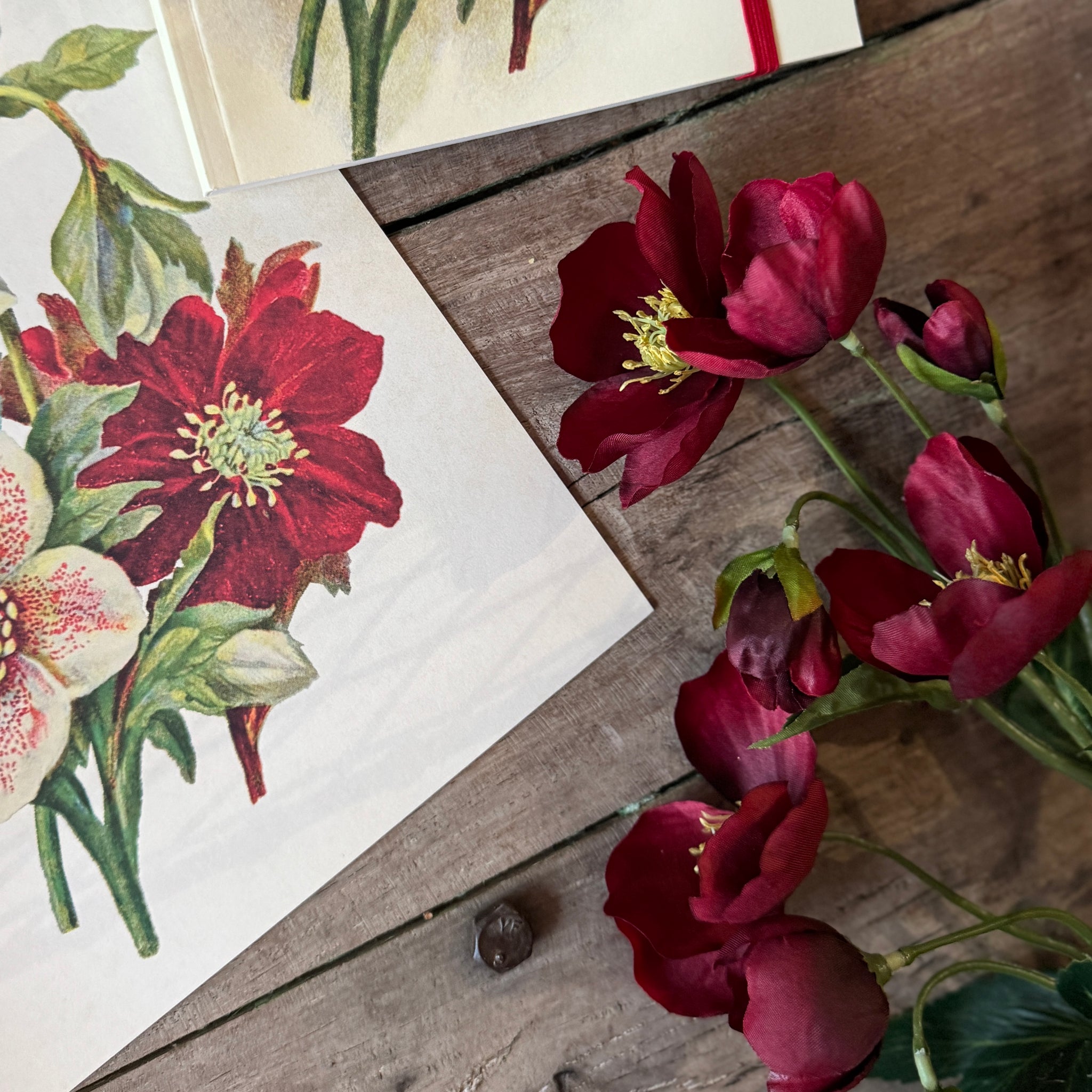 Jouluruusu, leikko-oksa