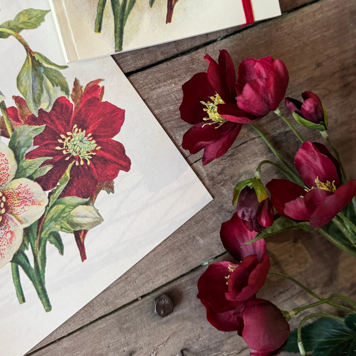 Jouluruusu, leikko-oksa