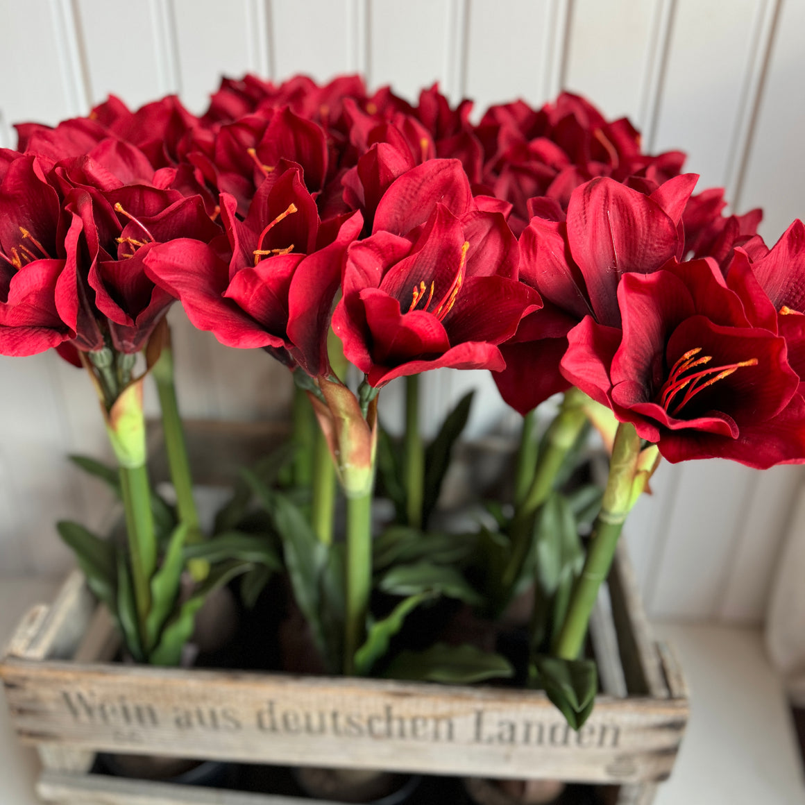 Amaryllis ruukussa, punainen