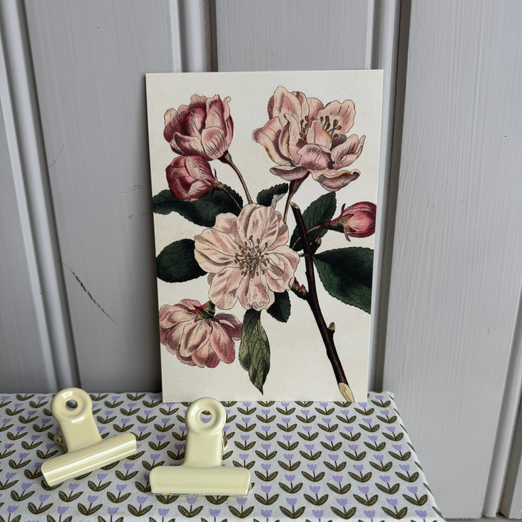 Kortti 10*15, omenankukka