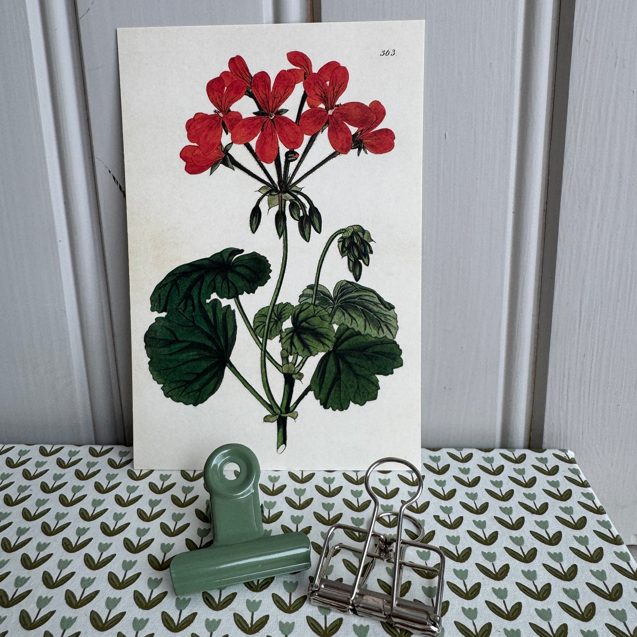 Kortti 10*15, riippapelargoni