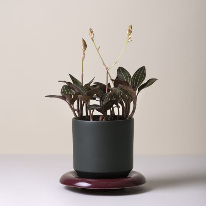 Lily-ruukku 18 cm, kolme väriä