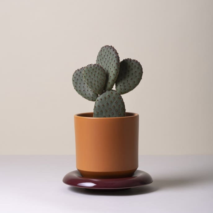 Lily-ruukku 18 cm, kolme väriä