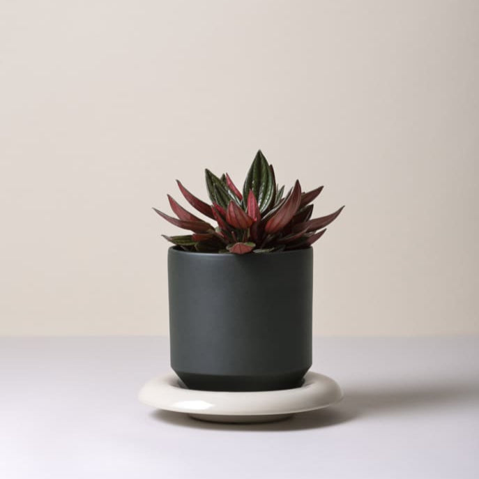 Lily-ruukku 18 cm, kolme väriä